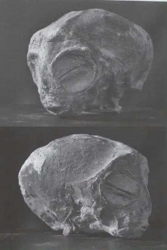 外星人尸骨照片