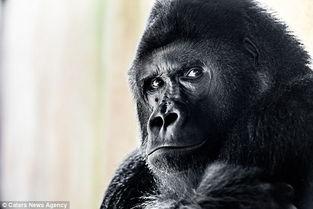 明星大猩猩,森林里的闪耀明星